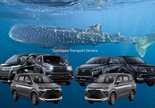 Whale Shark transport